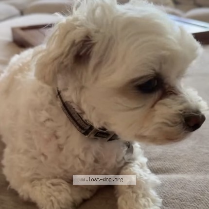 Photo 1/1 Chloe Dog lost in Whitehouse