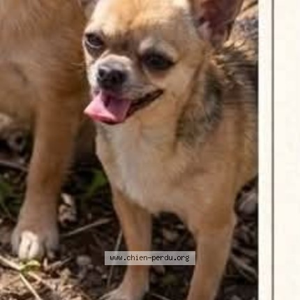 Foto 1/1 princesse Hond vermist in Florennes
