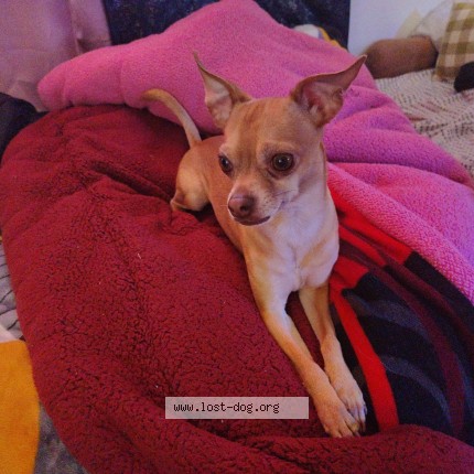 Picture of dog lost at Richmond