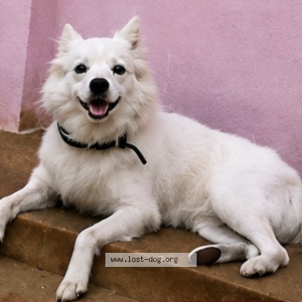 Photo 1/1 Tommy Dog lost in Tirupur