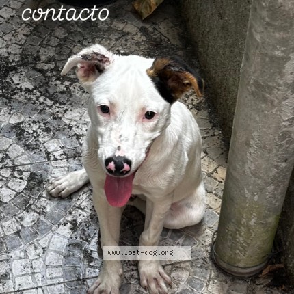 Foto de cão encontrado em Coja