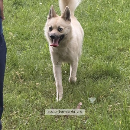Photo of a dog found in Les Petites Landes