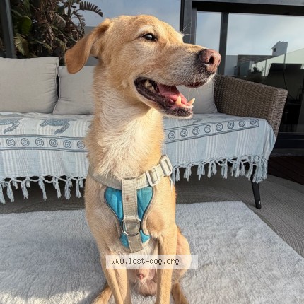 Foto de cão encontrado em Corroios Seixal