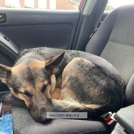 Photo 1/1 Found dog Found in Drayton