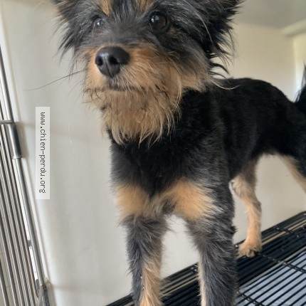 Photo of a dog found in Martigne Sur Mayenne