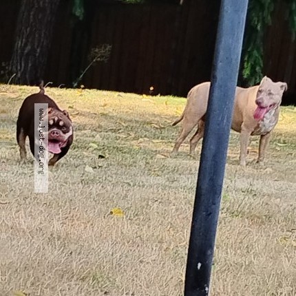 Photo 1/1 Found dog Found in Lacey
