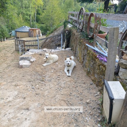 Photo of a dog found in Neronde