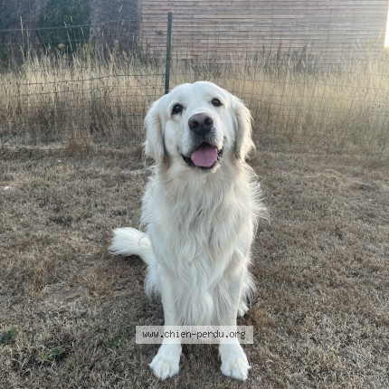 Photo of a dog found in Plaintel