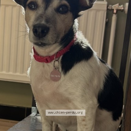 Foto 1/1 LaÏhyna Hond vermist in Arsimont