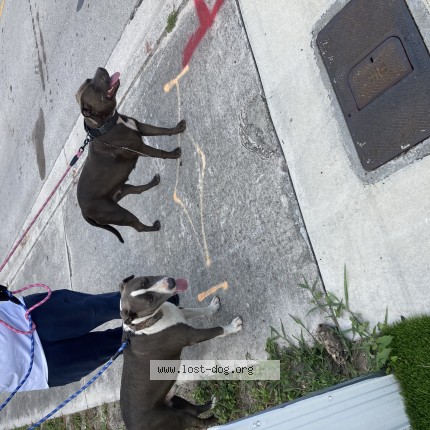 Photo 1/1 Found dog Found in Miami
