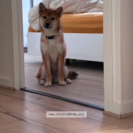 Photo of a dog found in Tendu