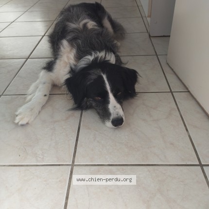 Photo of a dog found in Checy
