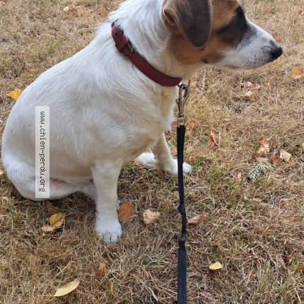 Photo of a dog found in Sainte Marie