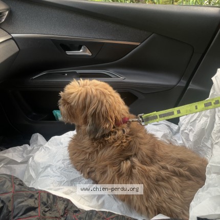 Photo of a dog found in La Trinite