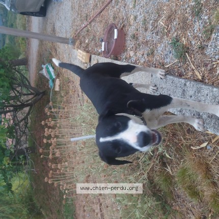 Photo of a dog found in Saint Julien