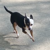 chico