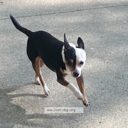 Picture of dog lost at Chicago