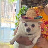 chiquita
