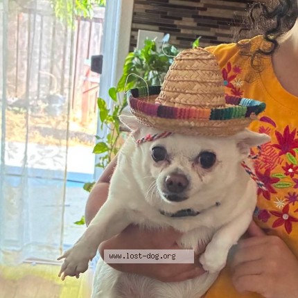 Photo 1/1 chiquita Dog lost in Biggs