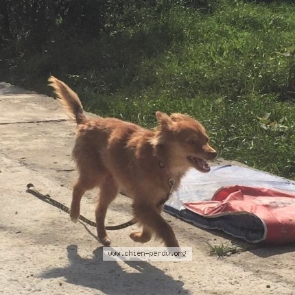 Photo of a dog found in Septfonds