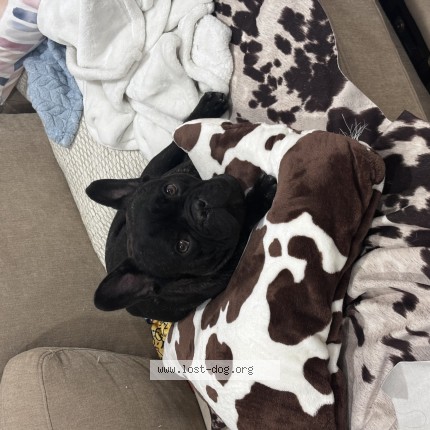 Photo of a dog found in Palmdale