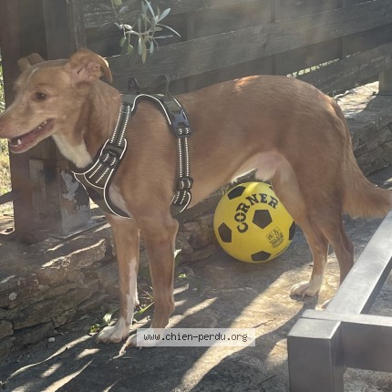 Photo of a dog found in Le Barroux