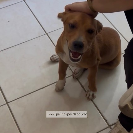 Photo 2/2 BIMBO Dog lost in San Juan