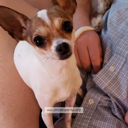 Photo 1/1 lila Dog lost in Beloeil