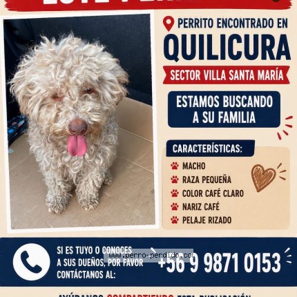 Photo of a dog found in Quilicura