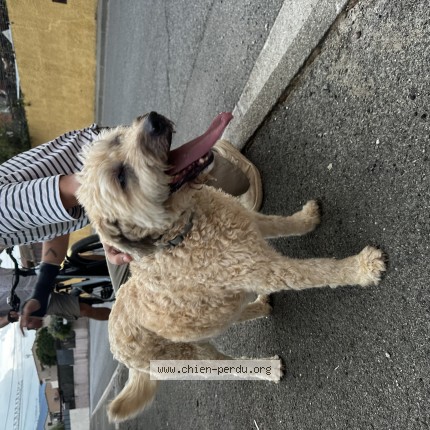 Photo of a dog found in Cogolin