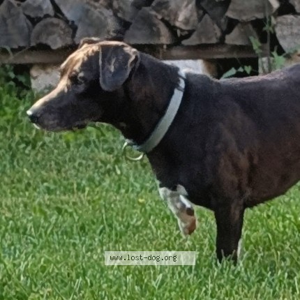 Photo 1/2 Found dog Found in Fort Qu Appelle