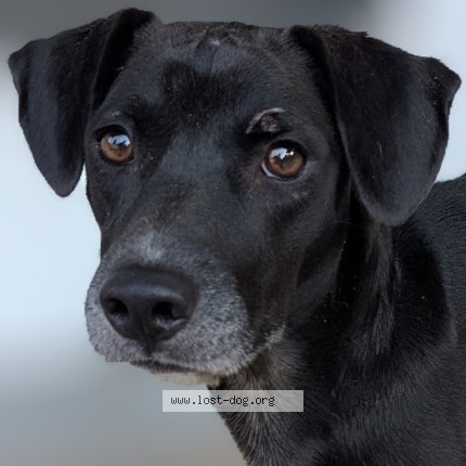 Photo 2/2 Found dog Found in Fort Qu Appelle