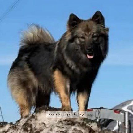 Photo 1/1 Nickie Dog lost in St Joachim