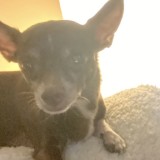 Cocoa