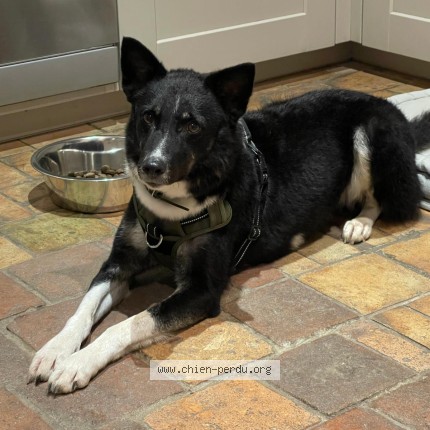 Photo of a dog found in Saint Sylvain