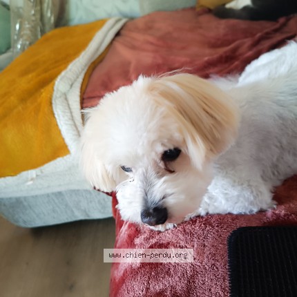 Photo of a dog found in Lannion