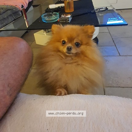Photo of a dog found in Vallauris