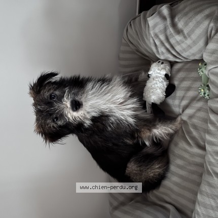 Foto 1/1 Hond teruggevonden Vermist in De Hann