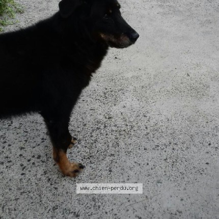 Photo of a dog found in Grezes