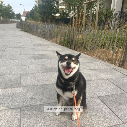 Photo of a dog found in Saint Ouen
