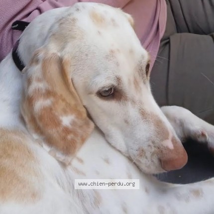 Photo of a dog found in Saint Loubes