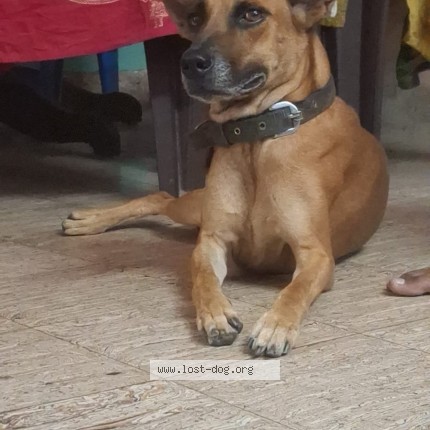 Picture of dog lost at Madurai