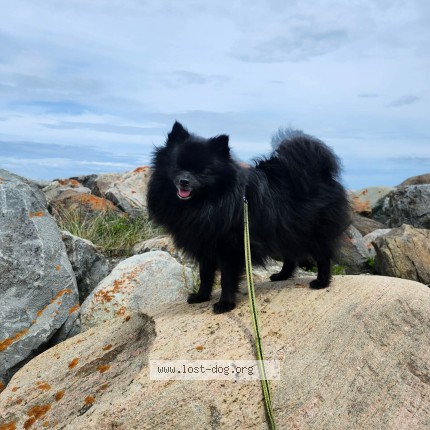 Photo 1/1 Chanel Dog lost in Bryson