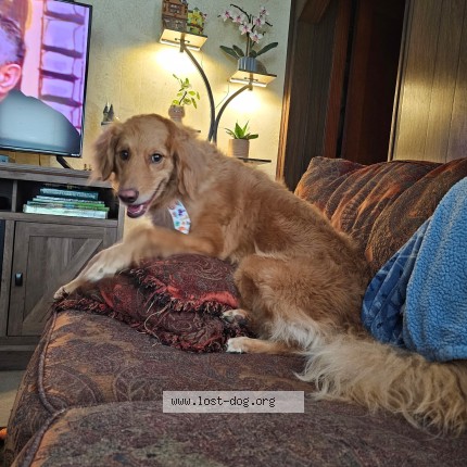 Photo 1/1 Bishop Dog lost in Campellsburg