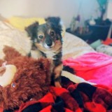 monkey