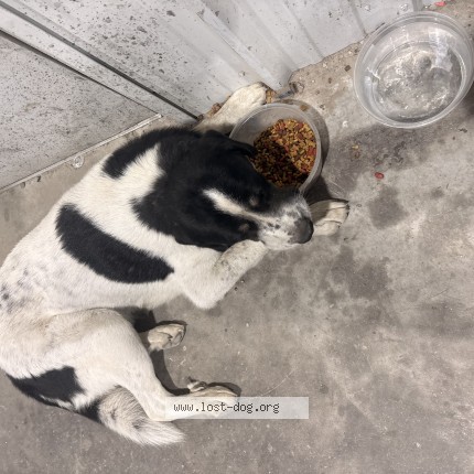 Photo 1/1 Found dog Found in Alvarado