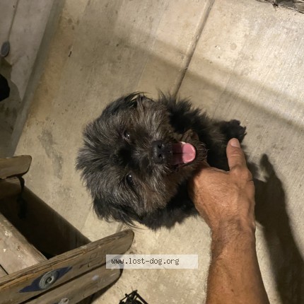 Picture of dog found at Chicago