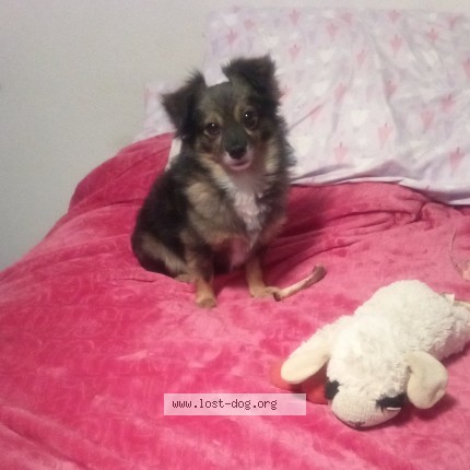 Picture of dog lost at Yakima