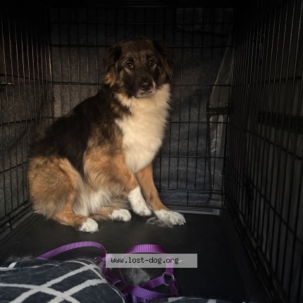 Picture of dog lost at Jayess
