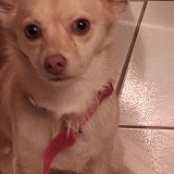 Buddy